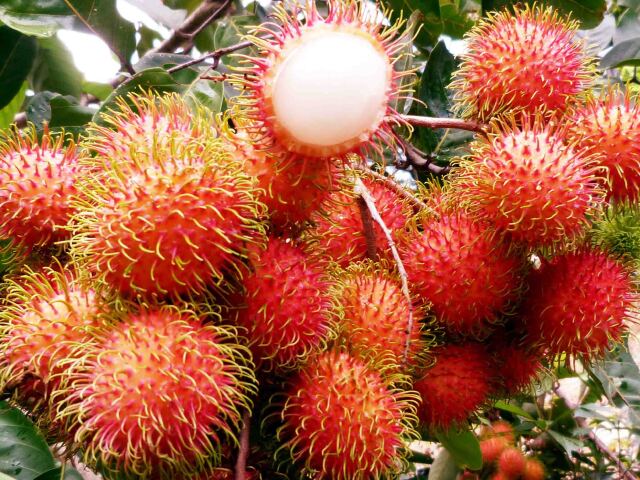  昆明-大理-丽江-香格里拉-泸沽湖-版纳12日当地游>石林九乡,漫步洱海