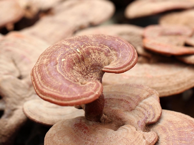 白山特产买什么好