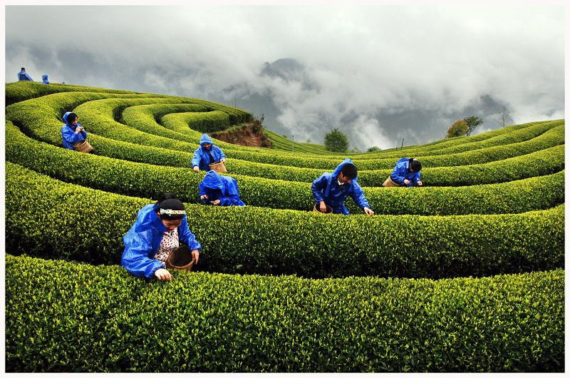 想学茶艺 我会先带你去体验 武夷茶文化的