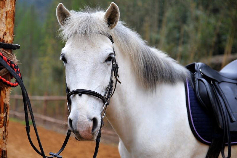 但我更喜欢这匹高大萌萌的白马,心底莫名地就想到了西游记里的白龙马