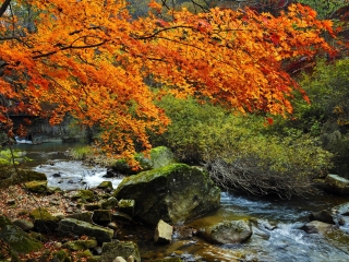 天桥沟国家森林公园