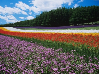 沈阳紫烟薰衣草庄园