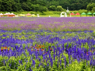 沈阳紫烟薰衣草庄园