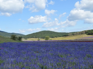 沈阳紫烟薰衣草庄园