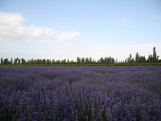 沈阳紫烟薰衣草庄园