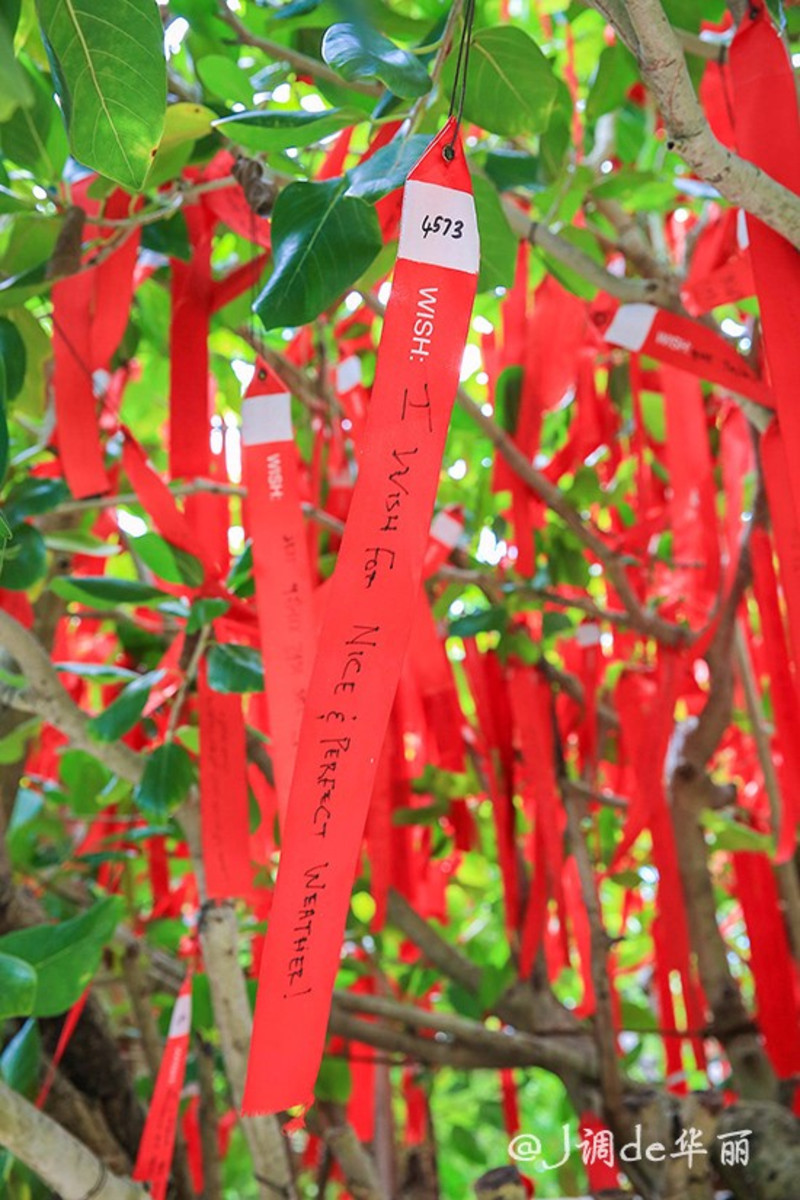 许愿树上挂满了红色的许愿签,寄托着人们