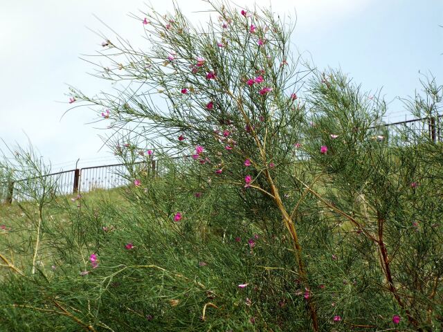 路基边坡上有两种低矮的灌木,一种叫"花棒",一种叫"柠条"