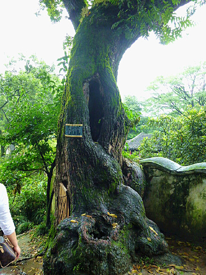 这棵百年枫杨树身都空了,但仍然枝叶繁茂,郁郁葱葱.