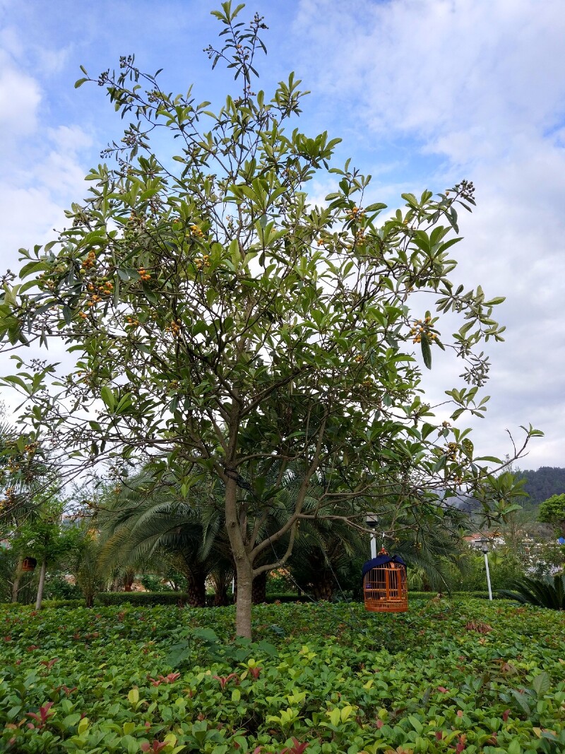 枇杷树,这个季节正是当地枇杷上市的季节.上面挂着鸟笼.