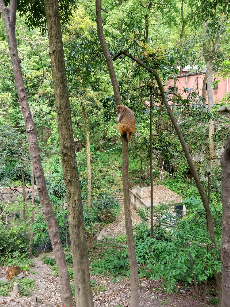 这只喝完饮料爬树上去了,下面还有一群猴子