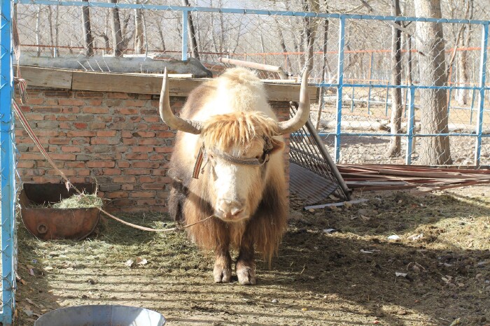 罗布林卡里面有个动物园,是要单独收费的,10元/人.以前是以雪豹著名.