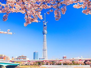 天空树"(高634米)被吉尼斯认证为"世界第一高塔",是由日本知名建筑师