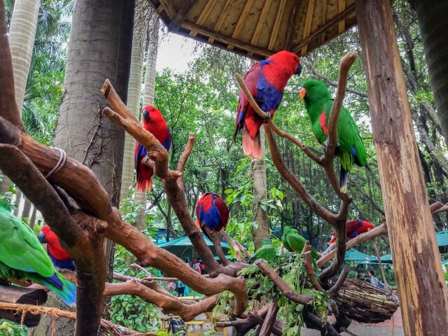 这鹦鹉看起来就像个木偶,个子小,跟这前的鸟类相比显得太普通了.