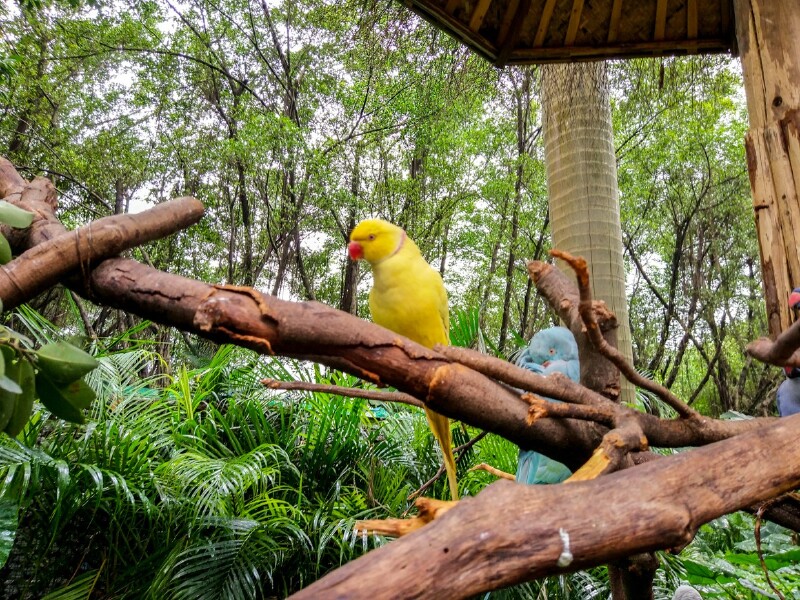 【途牛首发】带你玩遍广州长隆飞鸟乐园,亲子首选