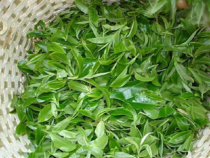 的鱼味道十分鲜美,晾干做成的干货也具有十分高的营养价值,如鲨鱼鞭