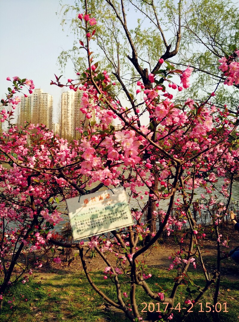 【小众游】春来了—黄兴公园