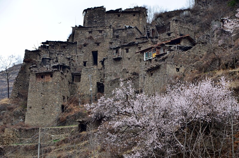 黑水古老藏寨走进木苏乡大别窝村的春天我愿为你此生不再流浪