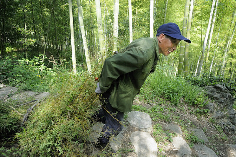 离开老屋的下山途中,又遇到一位拖毛竹的山民,67岁了看不出来吧?