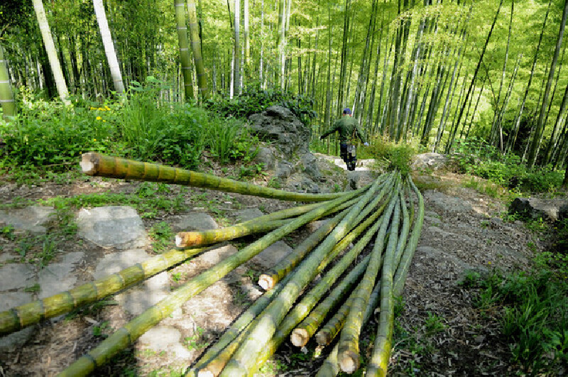 离开老屋的下山途中,又遇到一位拖毛竹的山