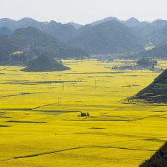 油菜花海5