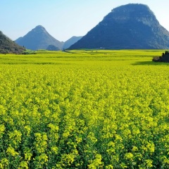 油菜花海2