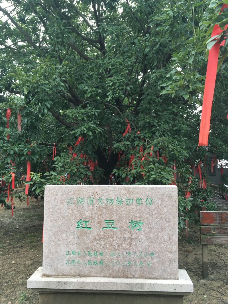 红豆故里游红豆院顾山半日游2