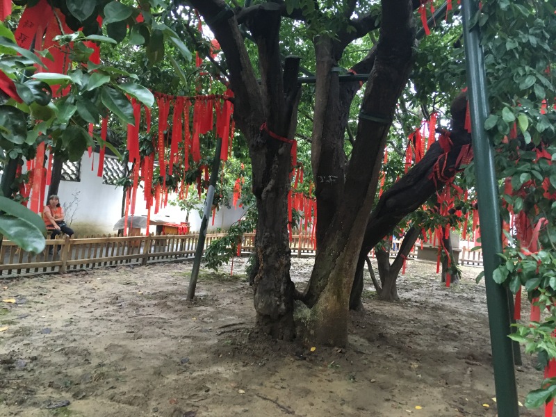 红豆故里游红豆院顾山半日游2