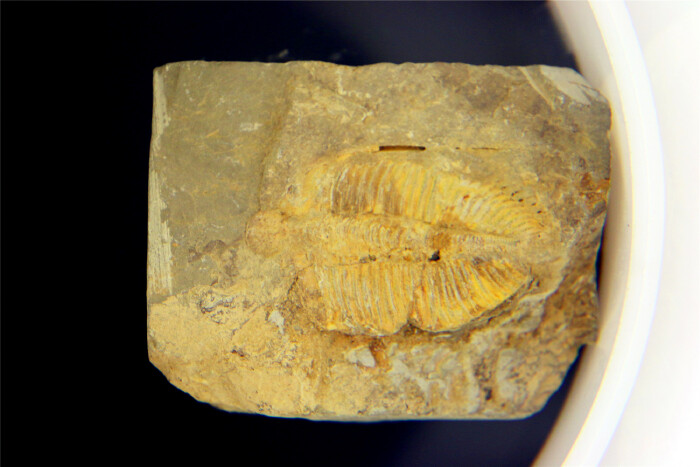 大鹏半岛国家地质公园【多图】_大鹏半岛国家地质公园博物馆游记_途牛