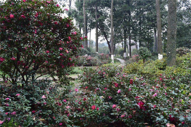 中科院武漢植物園賞茶花遊記