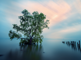 深圳红树林自然保护区