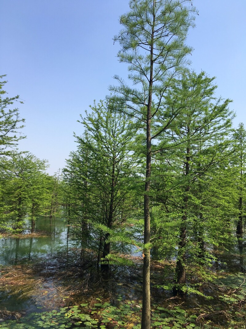 池杉在湖面开出的喜悦花朵