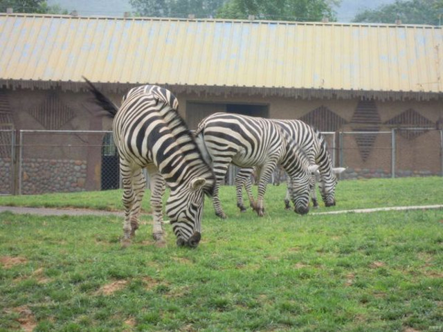 河北最大的動物園:石家莊動物園