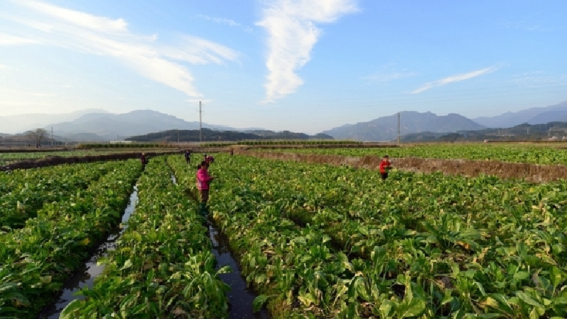 连州菜心可以生吃,因为连州菜心特有的"甜"是其他地方菜心难以比拟的