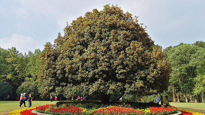 千年灵谷寺万株桂花香手机版