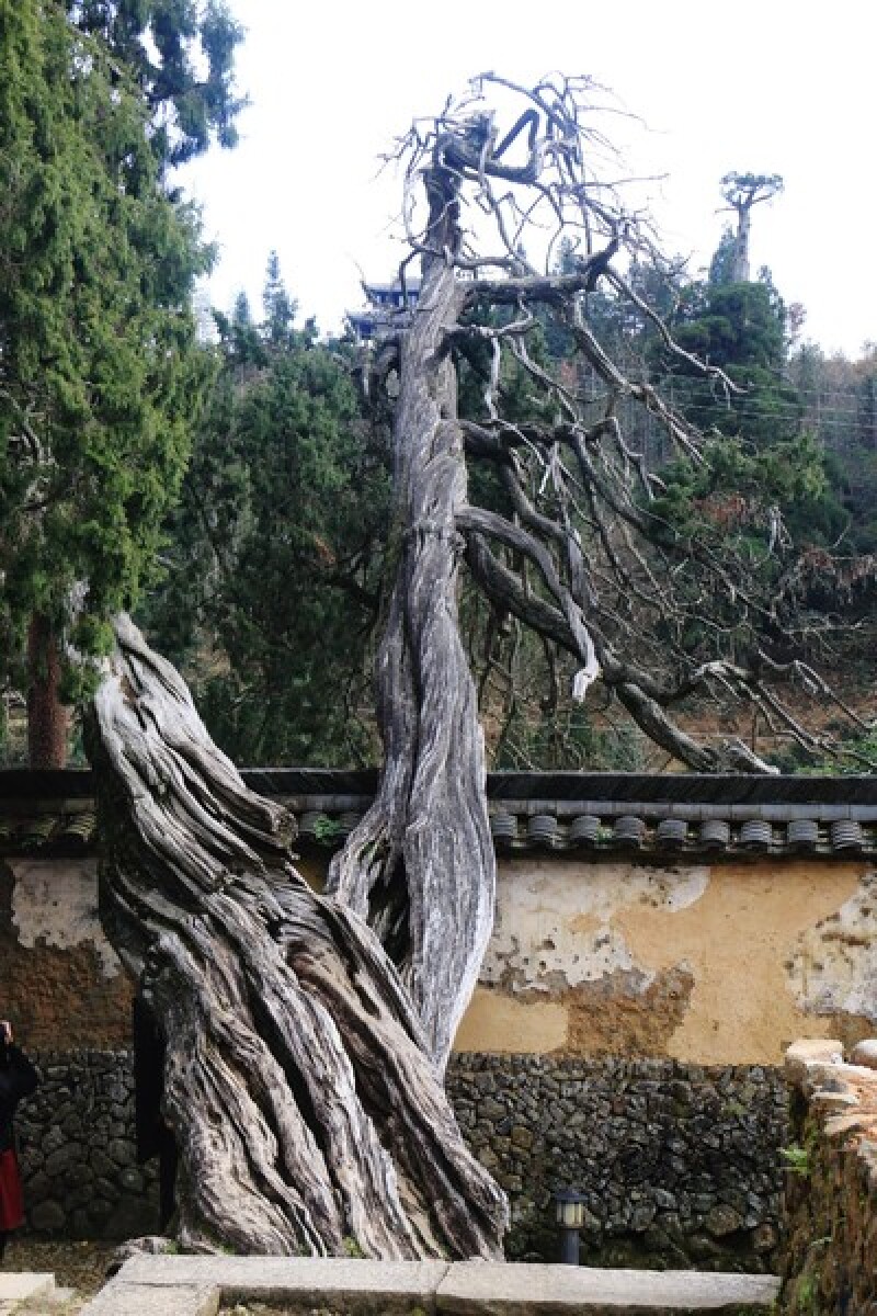 在"长老树"的旁边,还有一株倾倒的古柏,即使已经倾倒它也依然在生长.