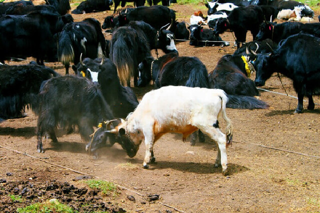 这里有家游牧的藏人,养了一百多头牦牛.
