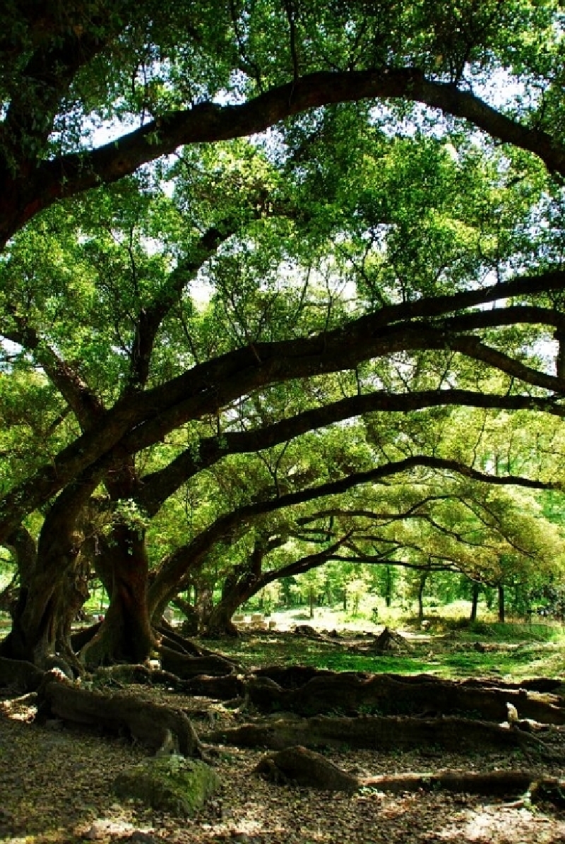 这里的古榕真是巨大,有种独树成林的感觉