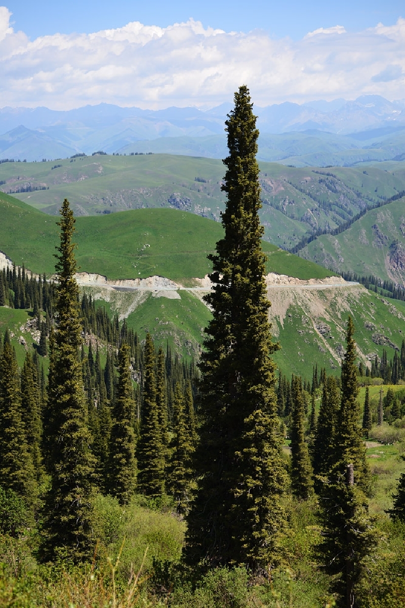 新疆有多美我来告诉你伊犁五月天35万字500图