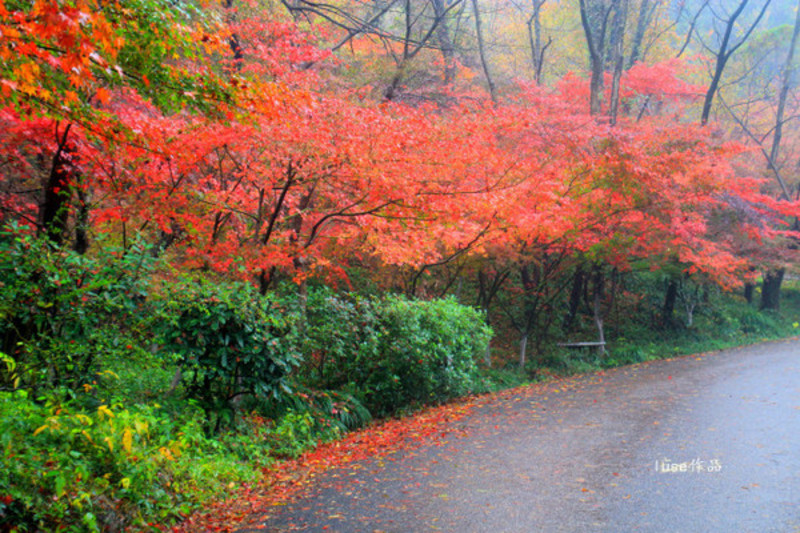 棲霞紅葉染山頭,六朝古都秋意濃.