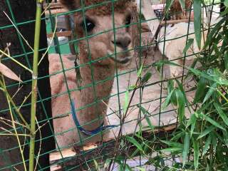 云南野生动物园