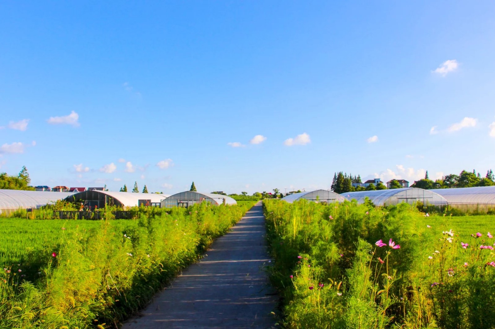离开一座城,爱上一座岛--上海崇明岛