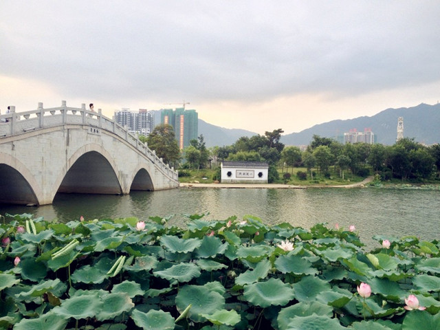 清遠飛來湖溼地公園位於清遠市清城區中部.