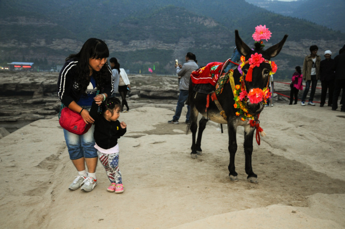 妞妞很害怕,这个打扮的花毛驴.