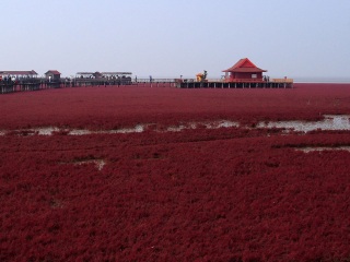 辽河三角洲湿地