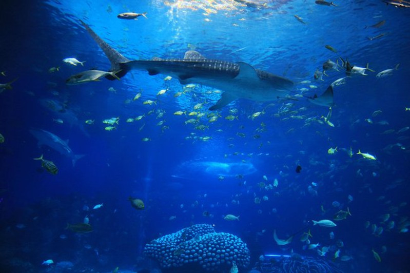 珠海海底世界图片大全图片