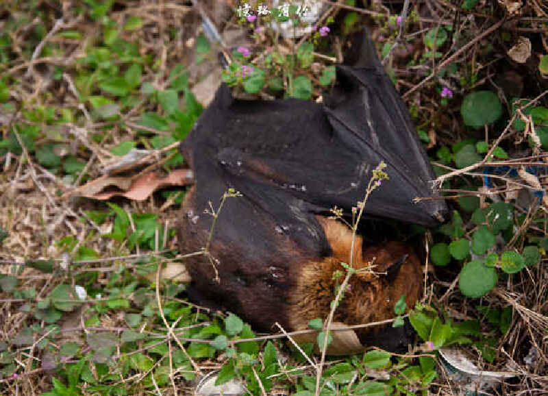 海边不明死因的蝙蝠,也许是某一个夜晚的海风太