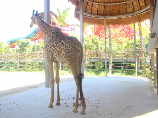 三亚宋城彩色动物园