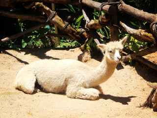 三亚宋城彩色动物园