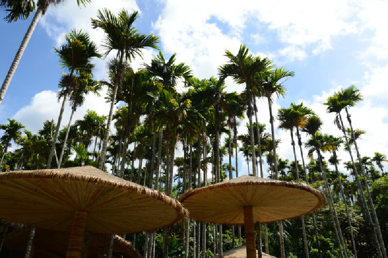 黎簇村寨槟榔谷民俗文化村槟榔谷民俗文化村槟榔谷民俗文化村第一次见