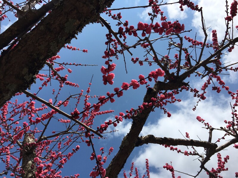 3月关西悠然の旅 (大阪京都奈良8日自由行)_大